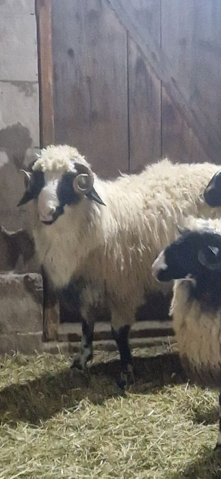 Disponibilu 10 berbecutii si un berbec