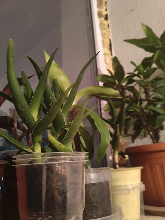 Продам алоэ за 4000