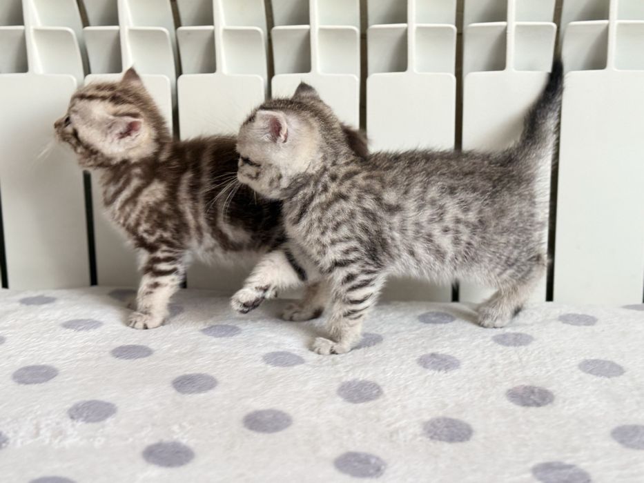 Продам британских  котят