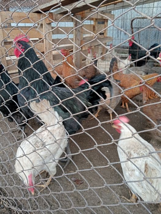 Продам петуха автролорп