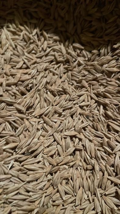 Ячмень , Арпа. Сатылады