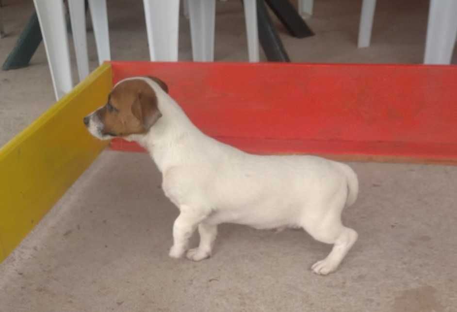 Джак Ръсел териер