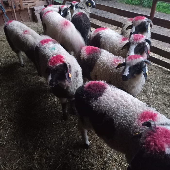 Mieluțe breze disponibile