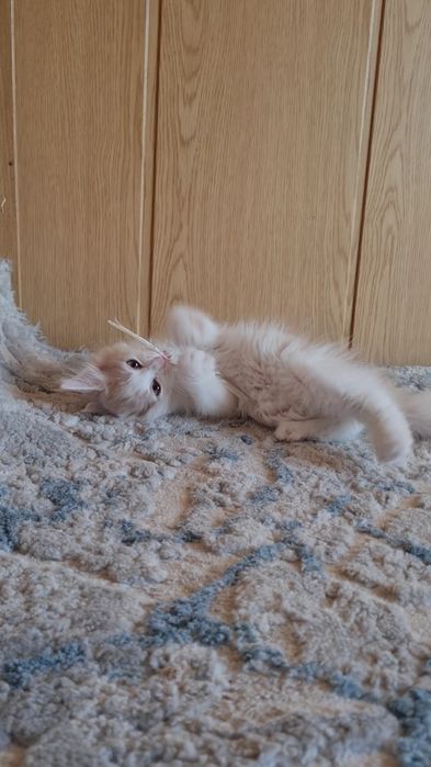 Котёнок в добрые и ответсвенные руки