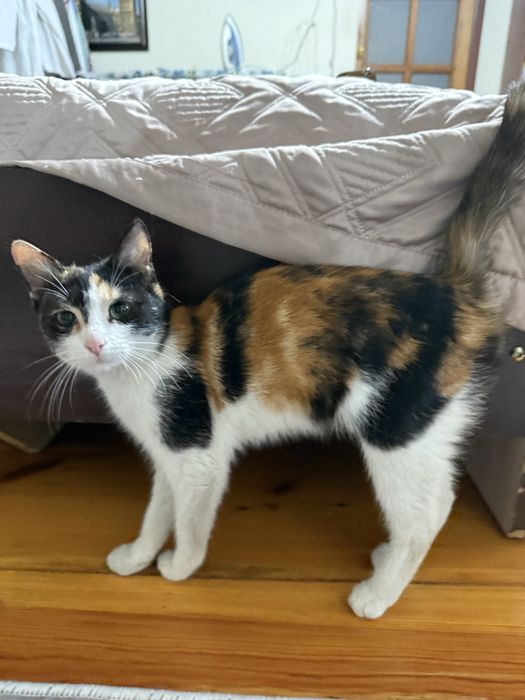 триколор трехцветный домашний котенок девочка ищет любящих хозяев