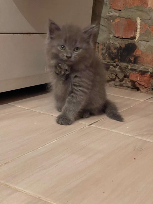 Котята бесплатно