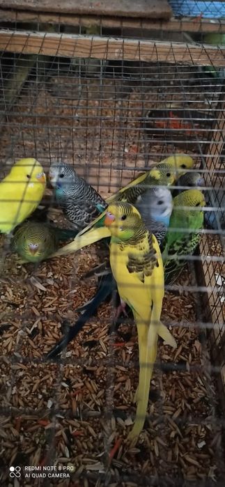 Попугай  домашний