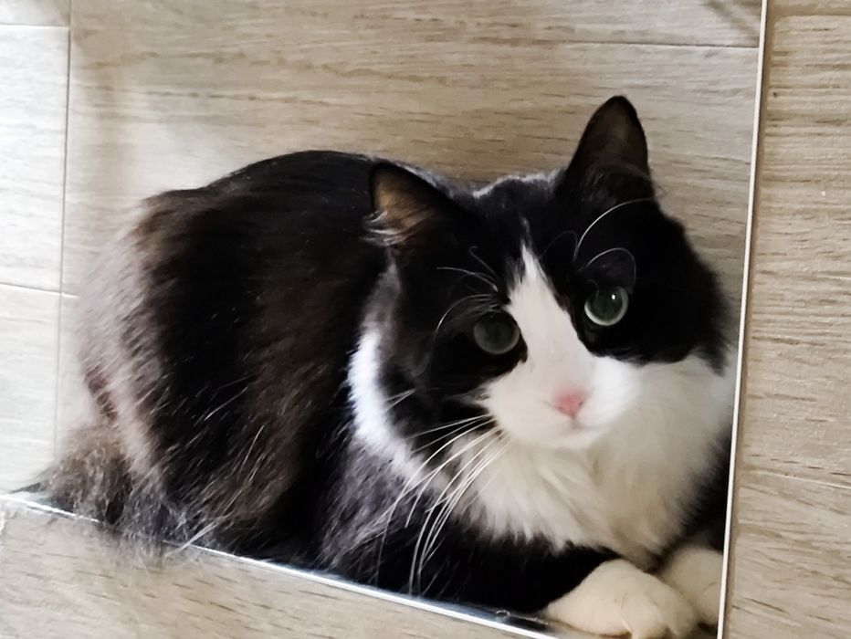 Подаряваме Котарак