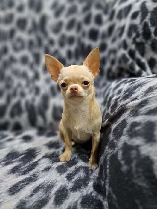 Вязка мини Чихуахуа