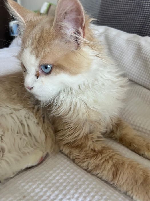 OCAZIE!!! Maine Coon, 4 luni, mascul, castrat