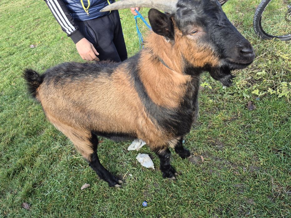 Tap tanar,de 8 luni.