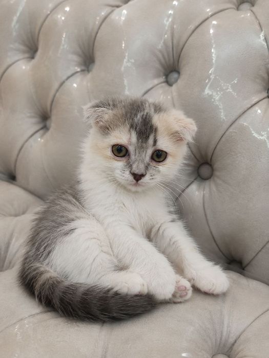 Скотиш Фолд & Скотиш Страйт болалари