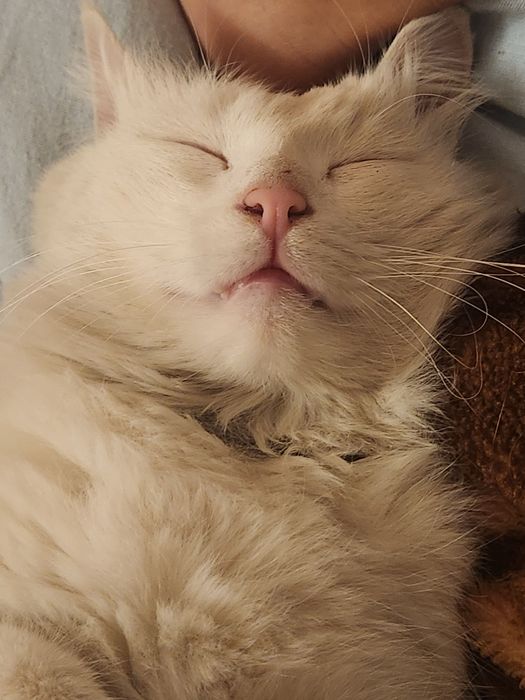 Потерялся кот, белый и глухой , с желто-зелеными глазами