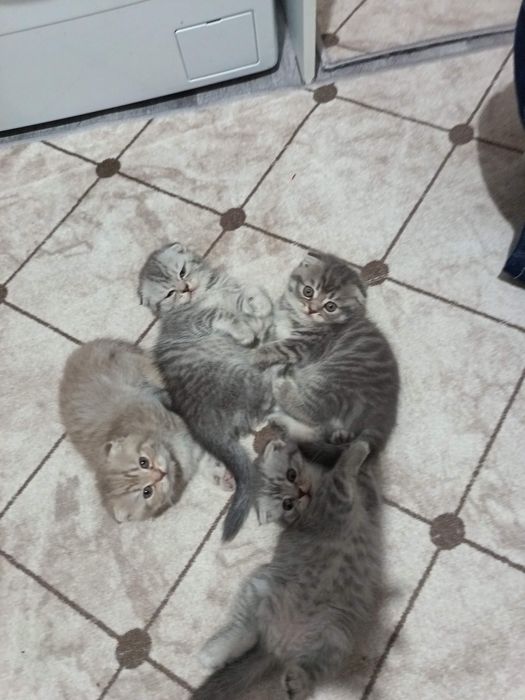 Красивые британские котята