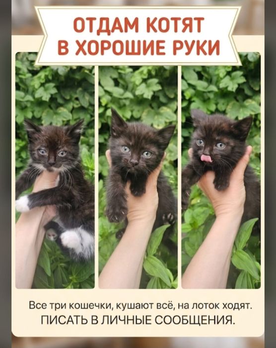 Котята 3 шт девочки