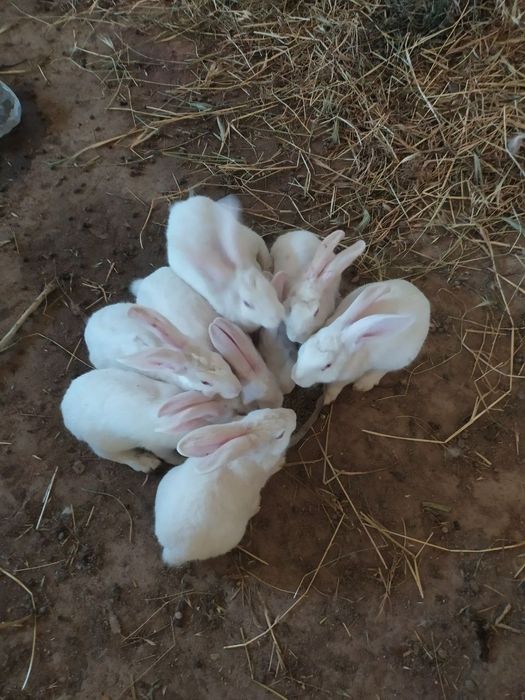 Куён сотилади. Продам кроликов  самсов.