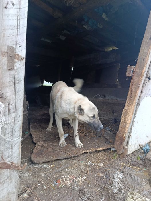 Турски кангал мъжки