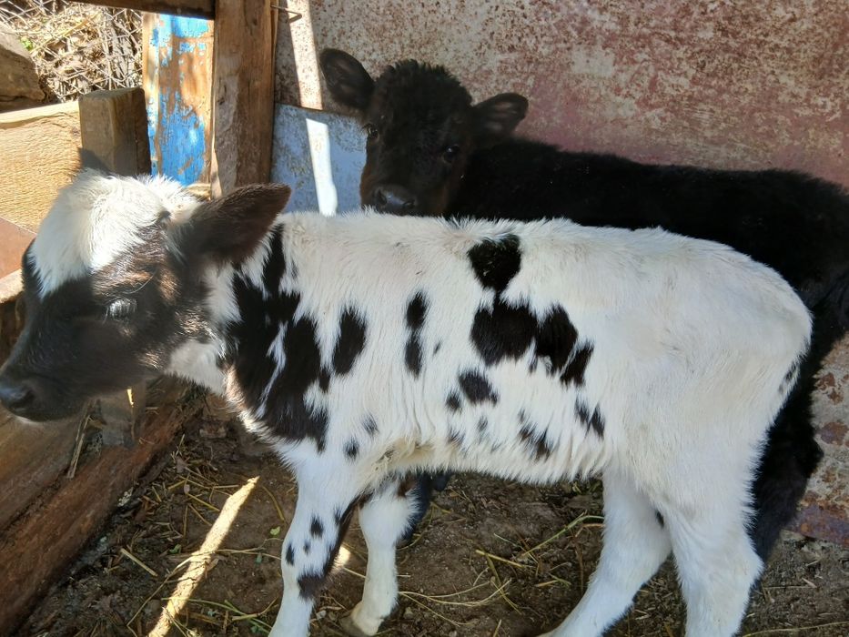 Продаются Телёнки