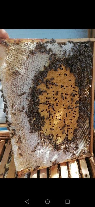 Miere de albine poliflora!