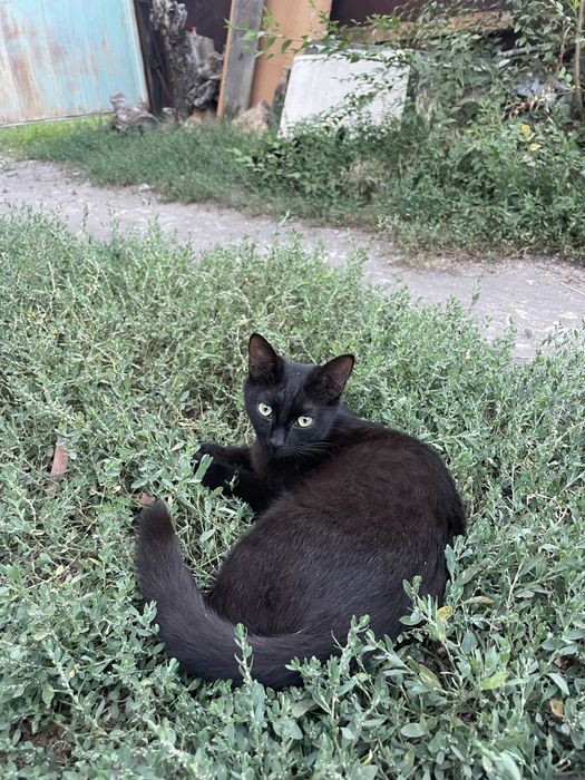 Отлам котят в добрые руки