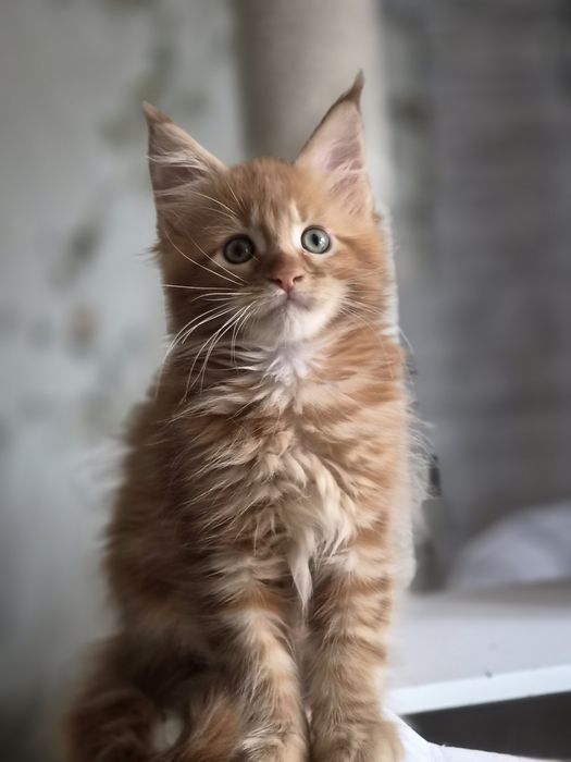Котенок чистопородный Мейн-кун