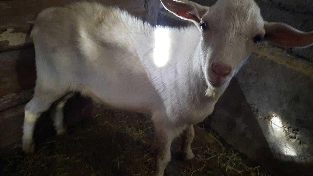 Козел Нубайский 8 мес