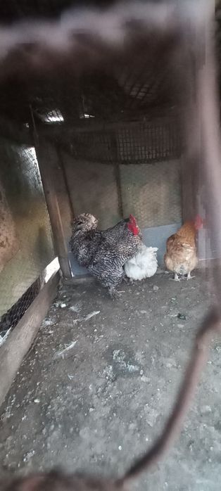 Vînd sau Schimb COCOȘ DE Rasă ȘI 2 Găini