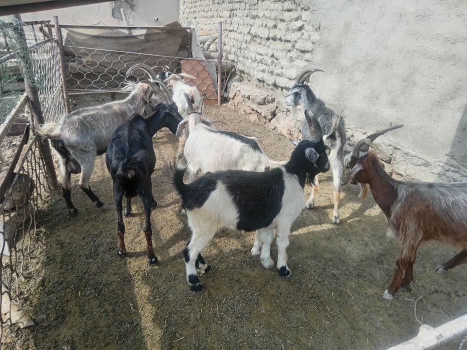 Echkilar sotiladi