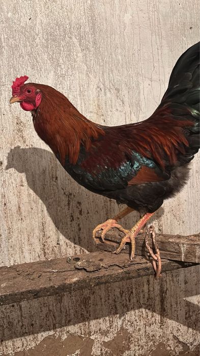 Продается петух