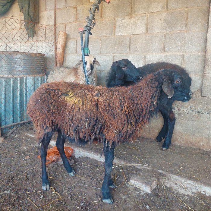 Қой,  тоқты  Самал-2