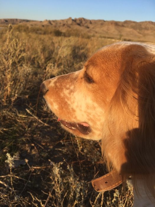 РОС Русский Спаниел