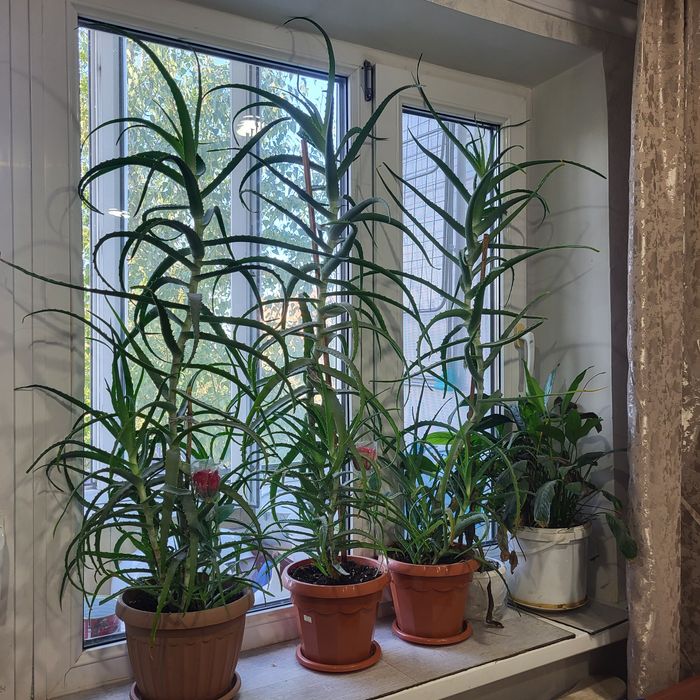 Продам многолетний АЛОЭ