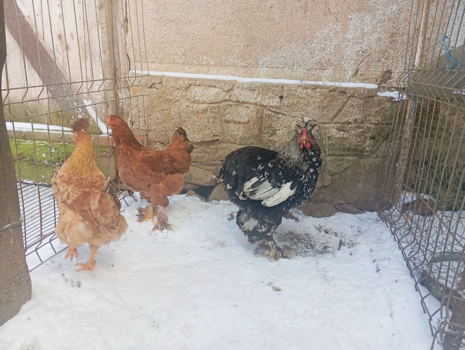 Vând 2+1 cocoș și puicuțe