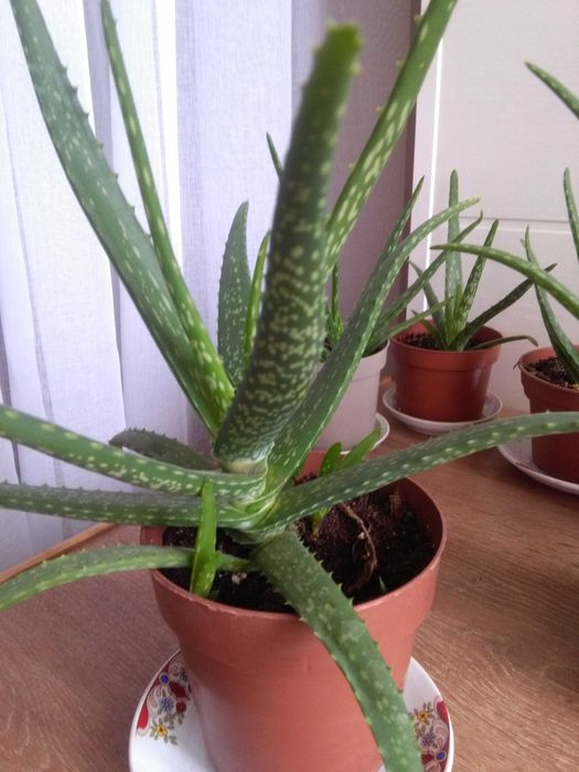 Алоэ - Вера.. Алоэ