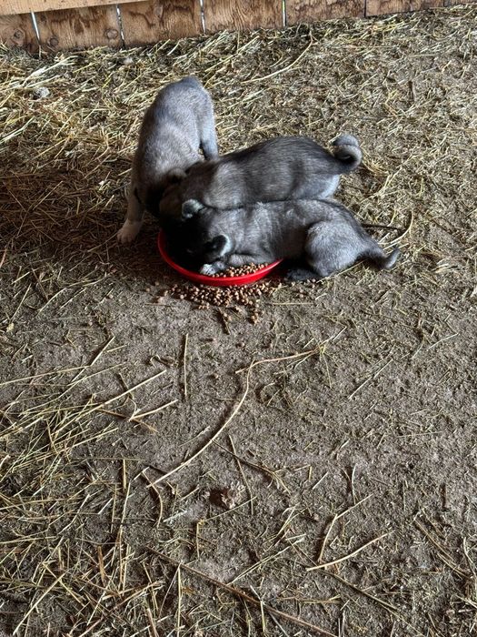 KANGAL  |  5 săptămâni  |  300€