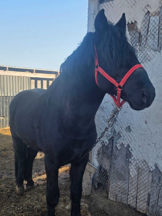 Продаётся жеребец 6 лет!!!