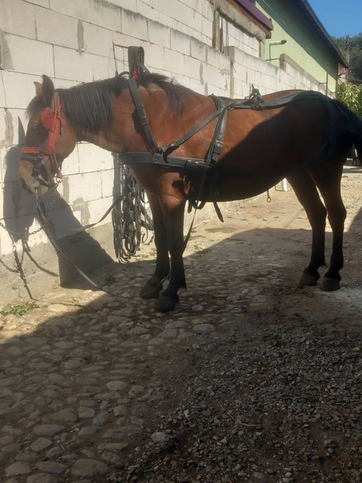 De vanzare iapa cu tot cu ham