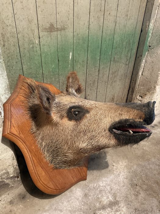 Продавам препариран глиган