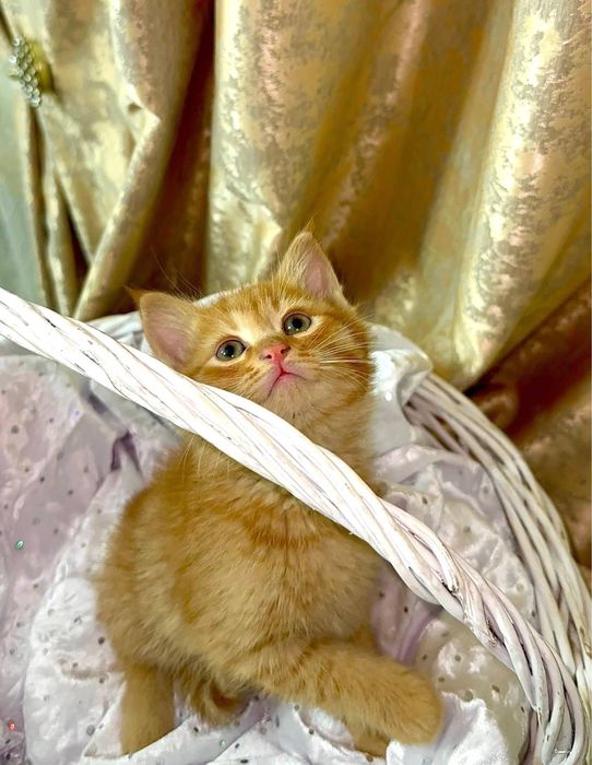 Кошка 2 месячная продам за 150к сами заберете напишите в тг если что