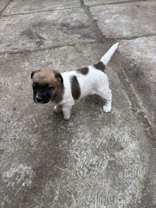Jack russell terrier