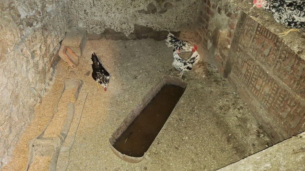 Vând cocoși mii de flori (pitici)