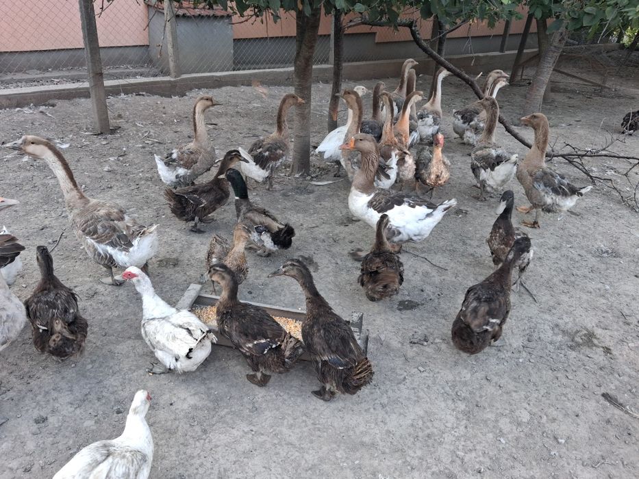 Rate galagioase si mute și gâște