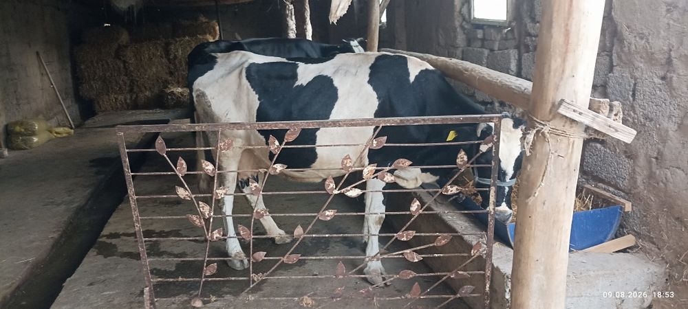 Ona bola sigir sotiladi