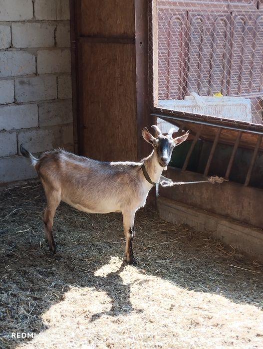 Заанен Алпий козы