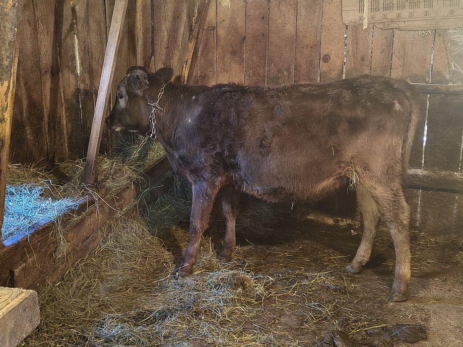 Vind o vițică de un an frumoasă