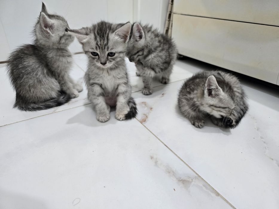 Отдам котят в хорошие руки!