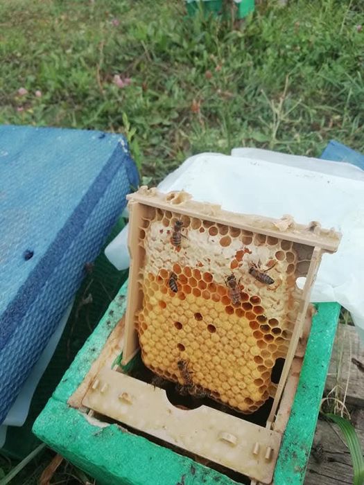 Vând mătci albine sezon 2026