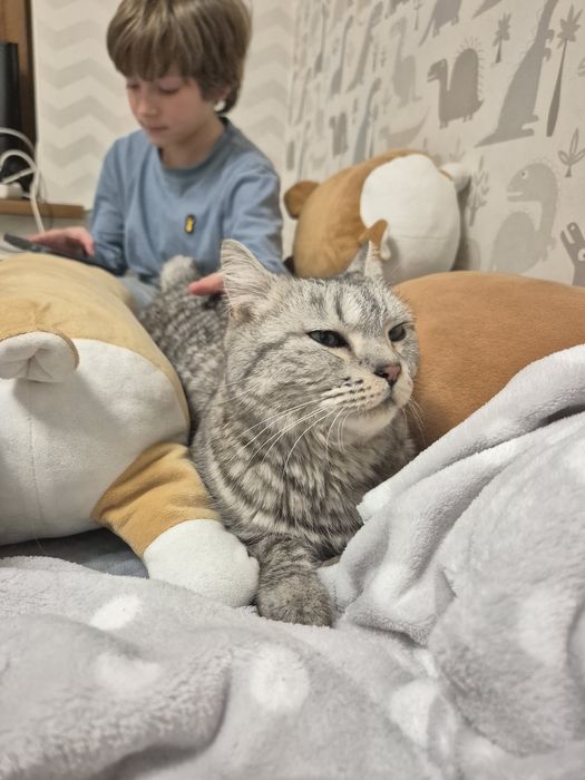 Пристраиваю кошечку