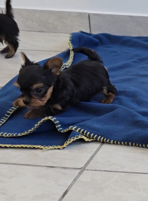 Yorkshire terrier mini