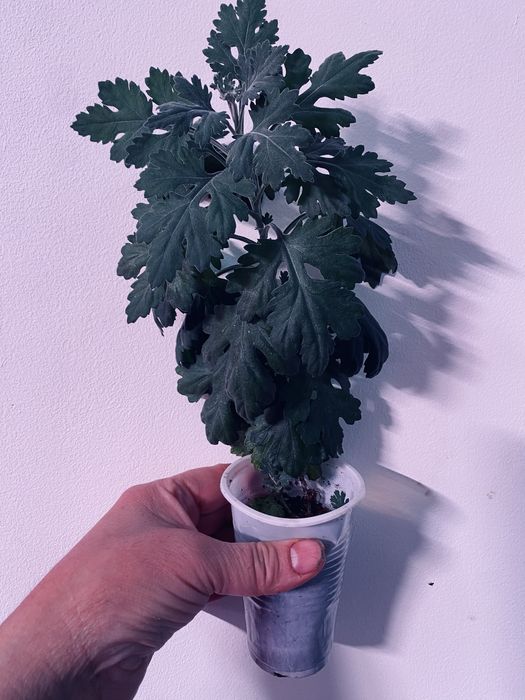 Цветы гиацинты, фиалки